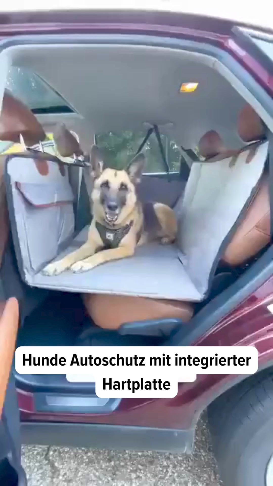 #1 Hunde Autoschutz