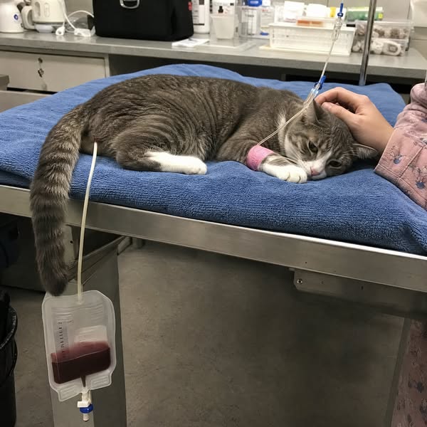 This is what helped my cat's urinary issues