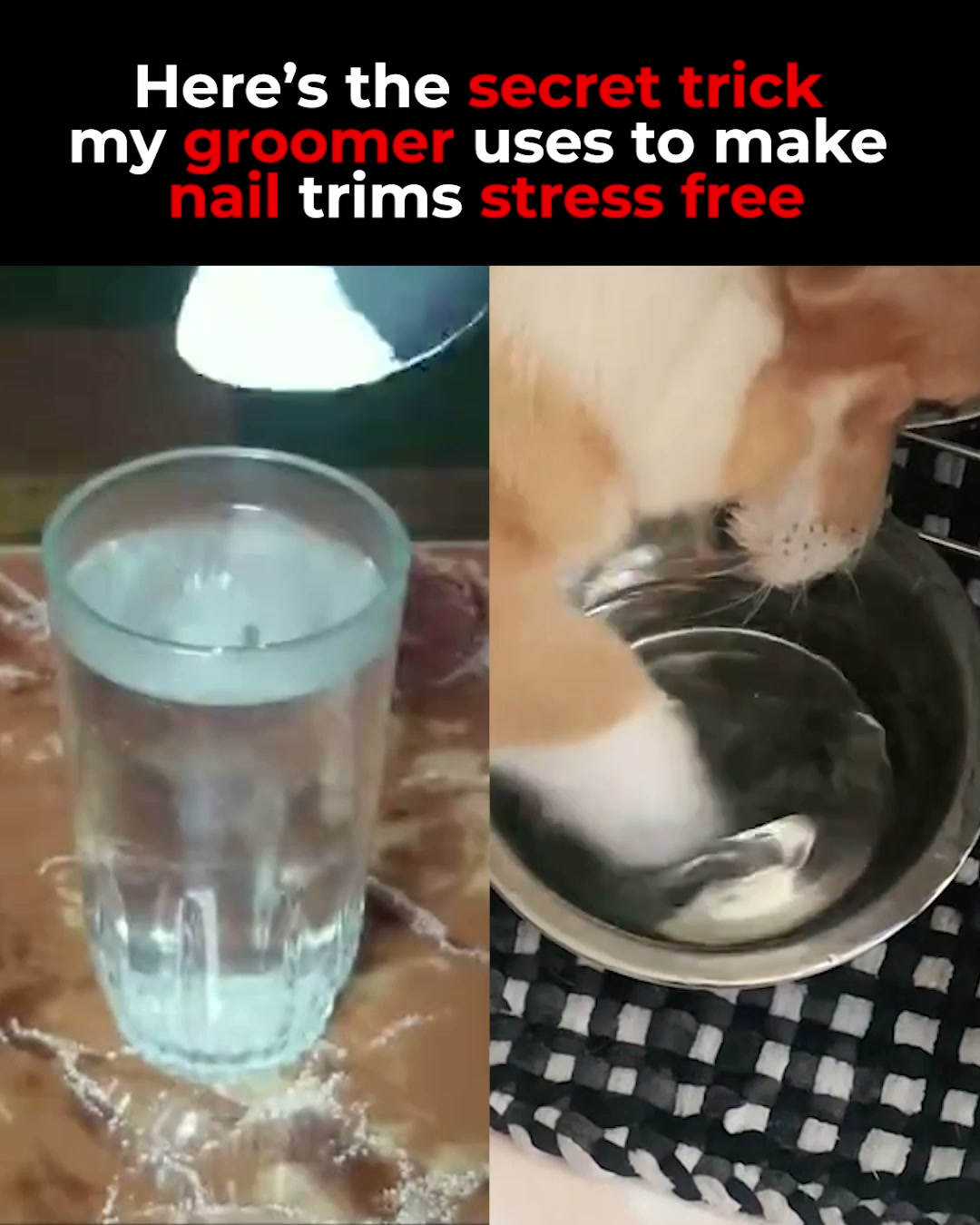 Stress-Free Nail Grooming for Your Dog!