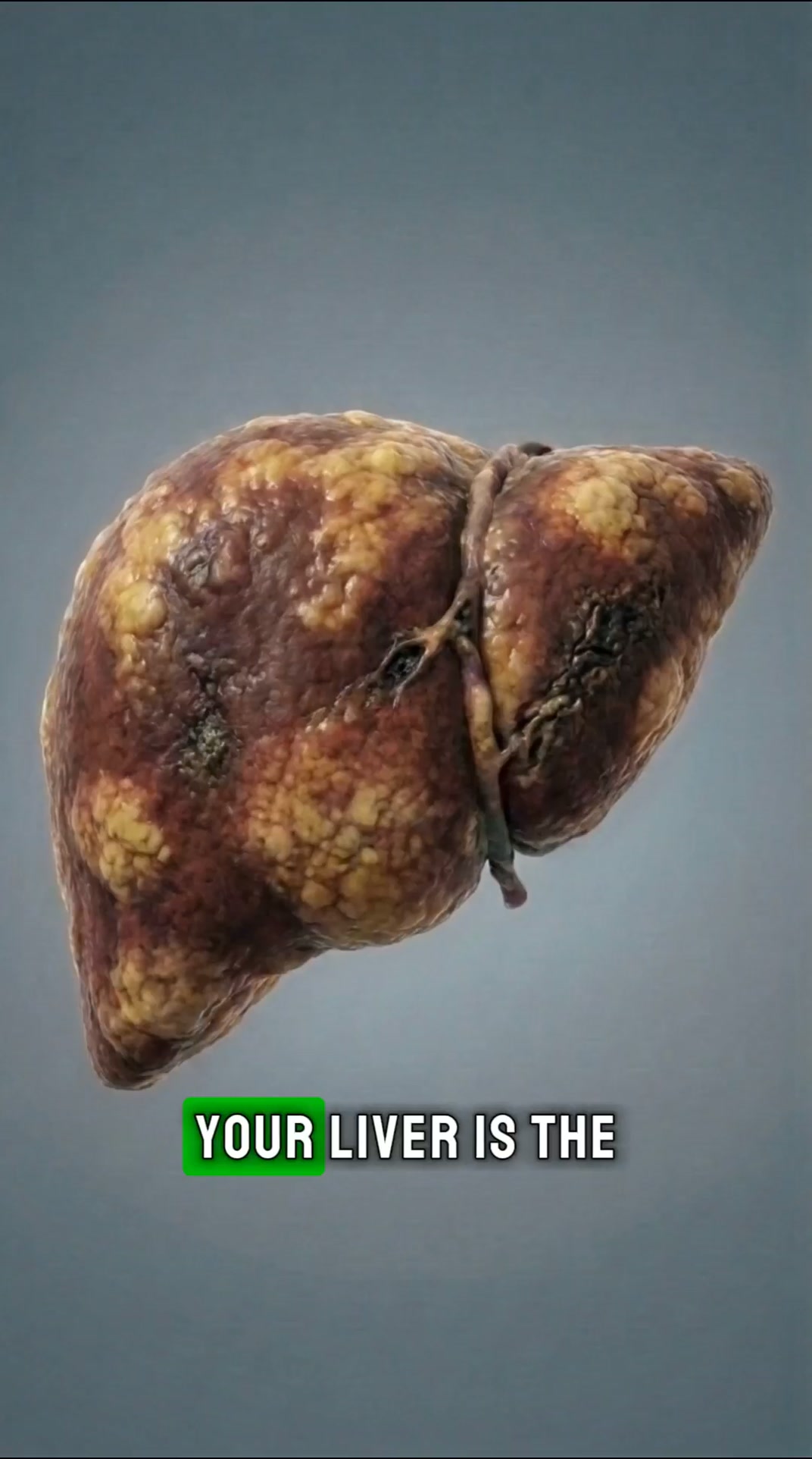 Give your liver what it needs.