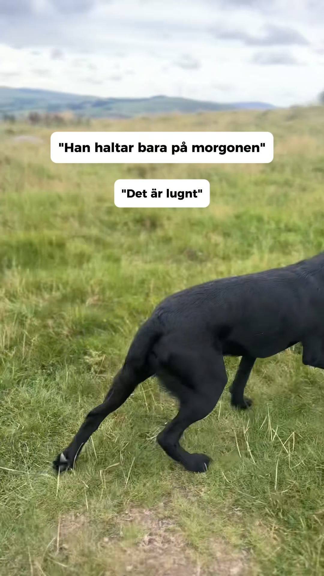 Ledgodis som faktiskt funkar