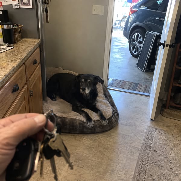 For anyone with an older dog