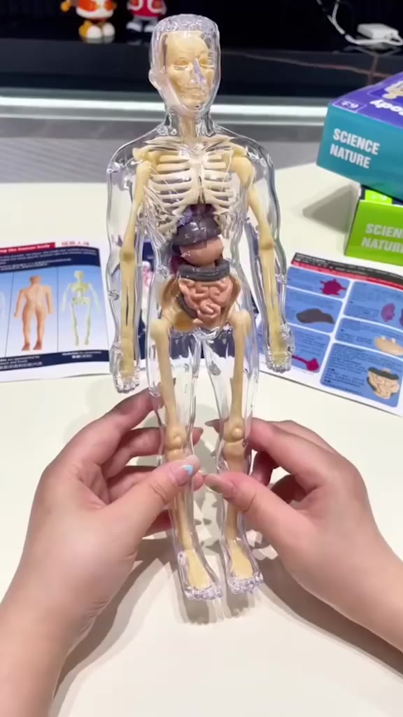 Clear Human Body Structure Model