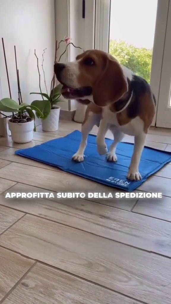 La soluzione perfetta per rinfrescare i tuoi animali!