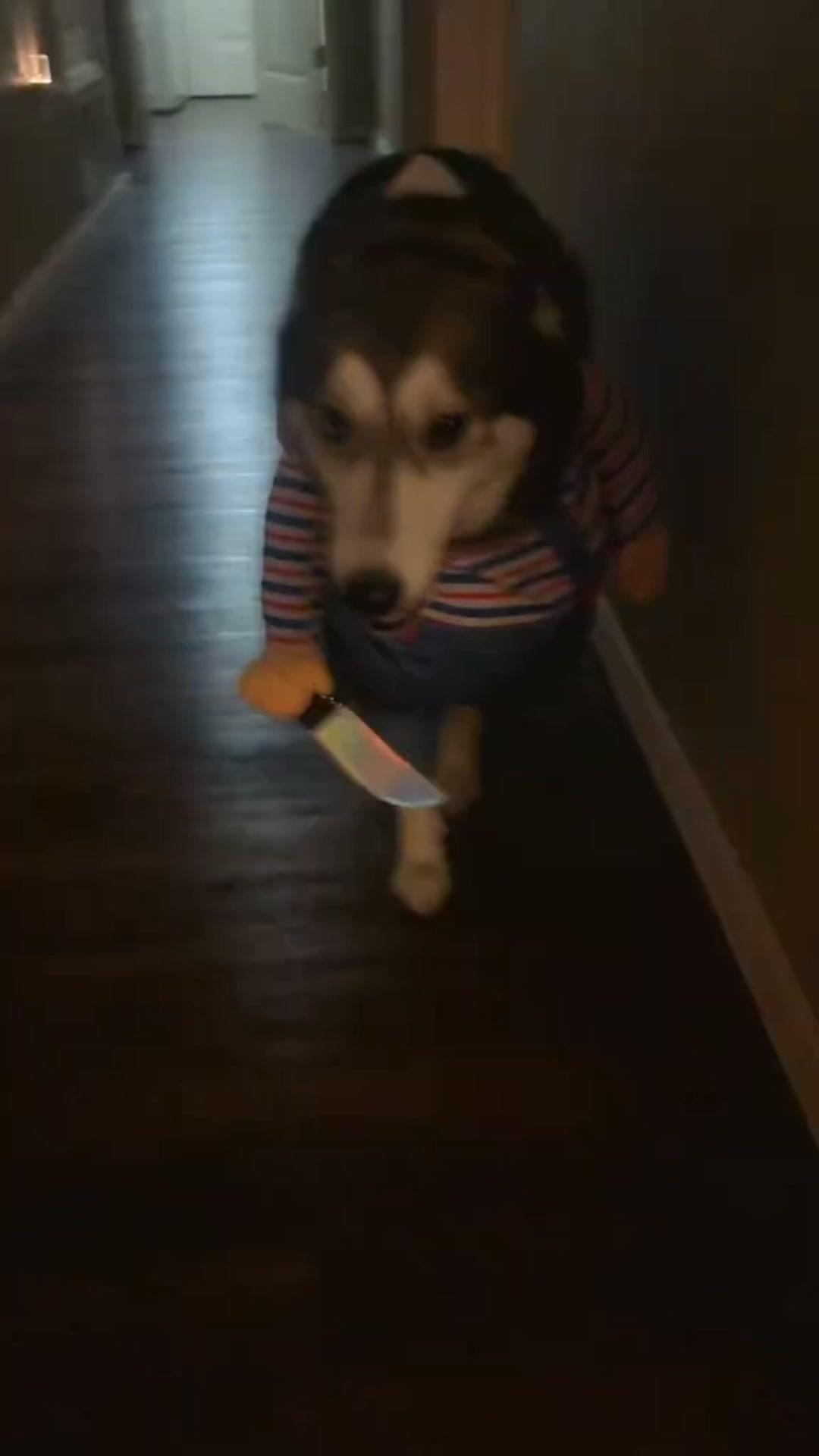 Turn Your Pet Into a Killer Doll