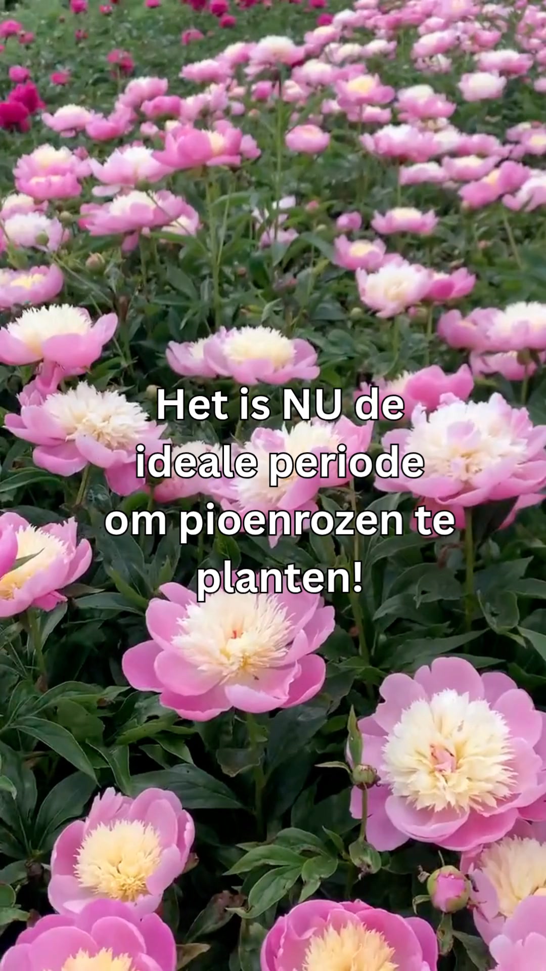 Shop nu met 10% korting!