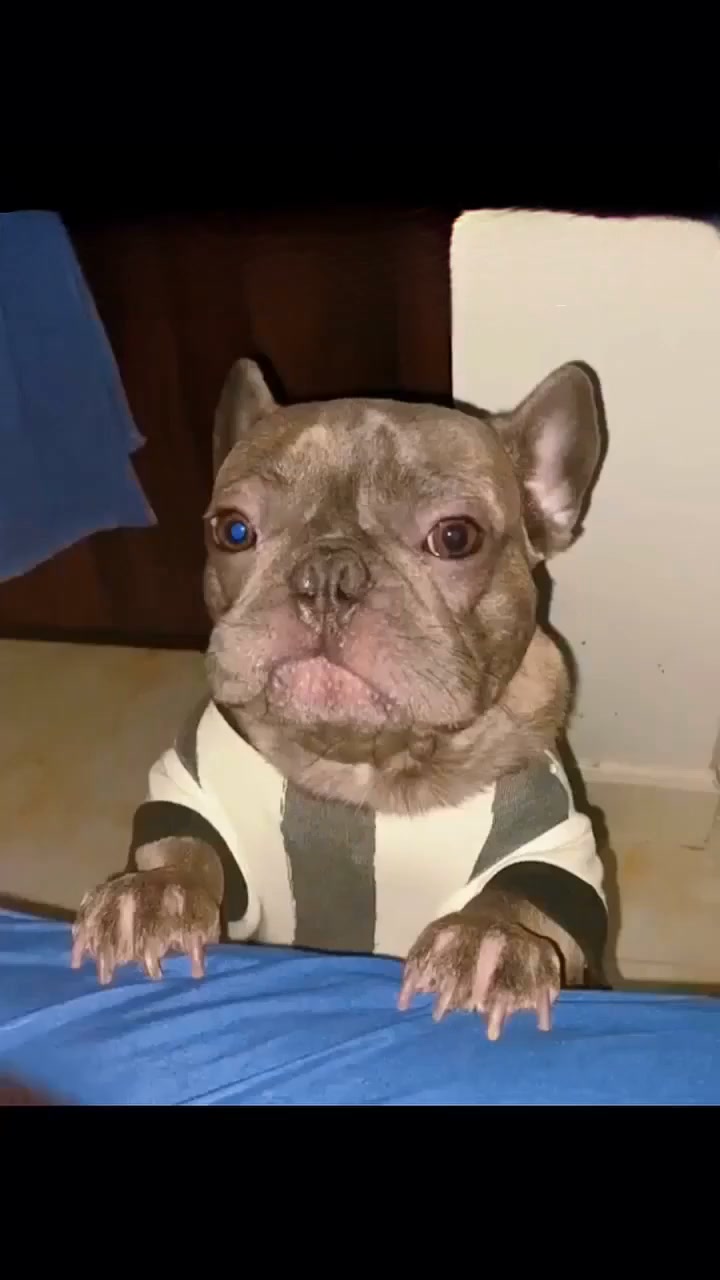 Het speeltje dat zélf met je hond speelt · Beschrijving: Vandaag 50% korting + gratis verzending
