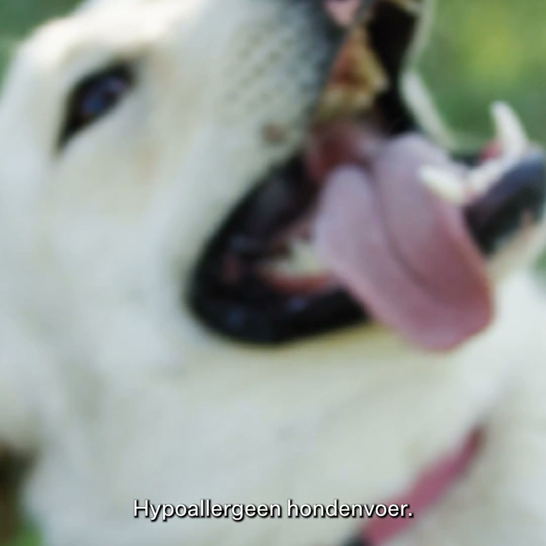 Waarom hypoallergene voeding matters.