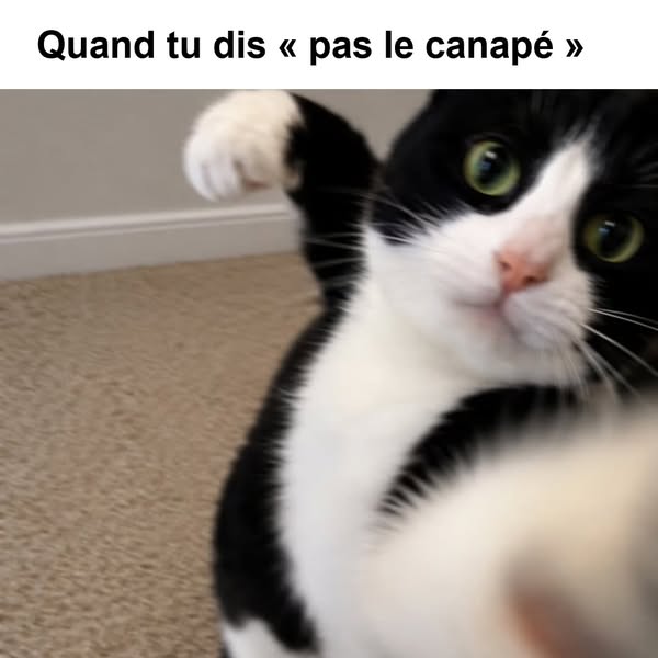 Ce n'est pas votre chat. C'est l'endroit