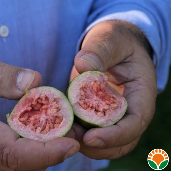 Guava Fresca Frutto Biologico Siciliano Vendita Online