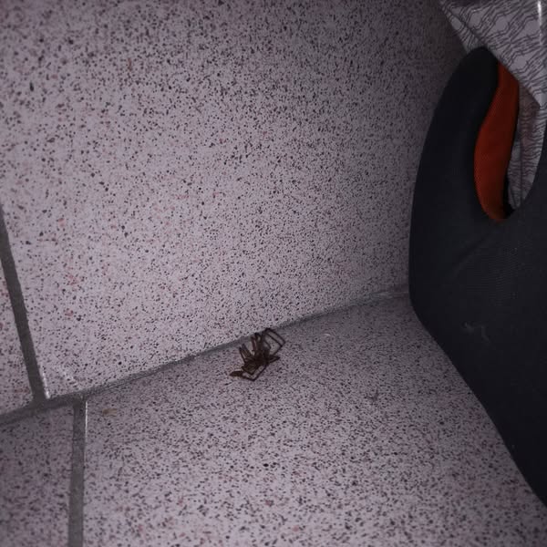 Get Pests Out