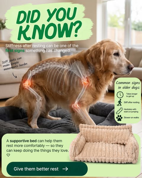 Comfort for older dogs