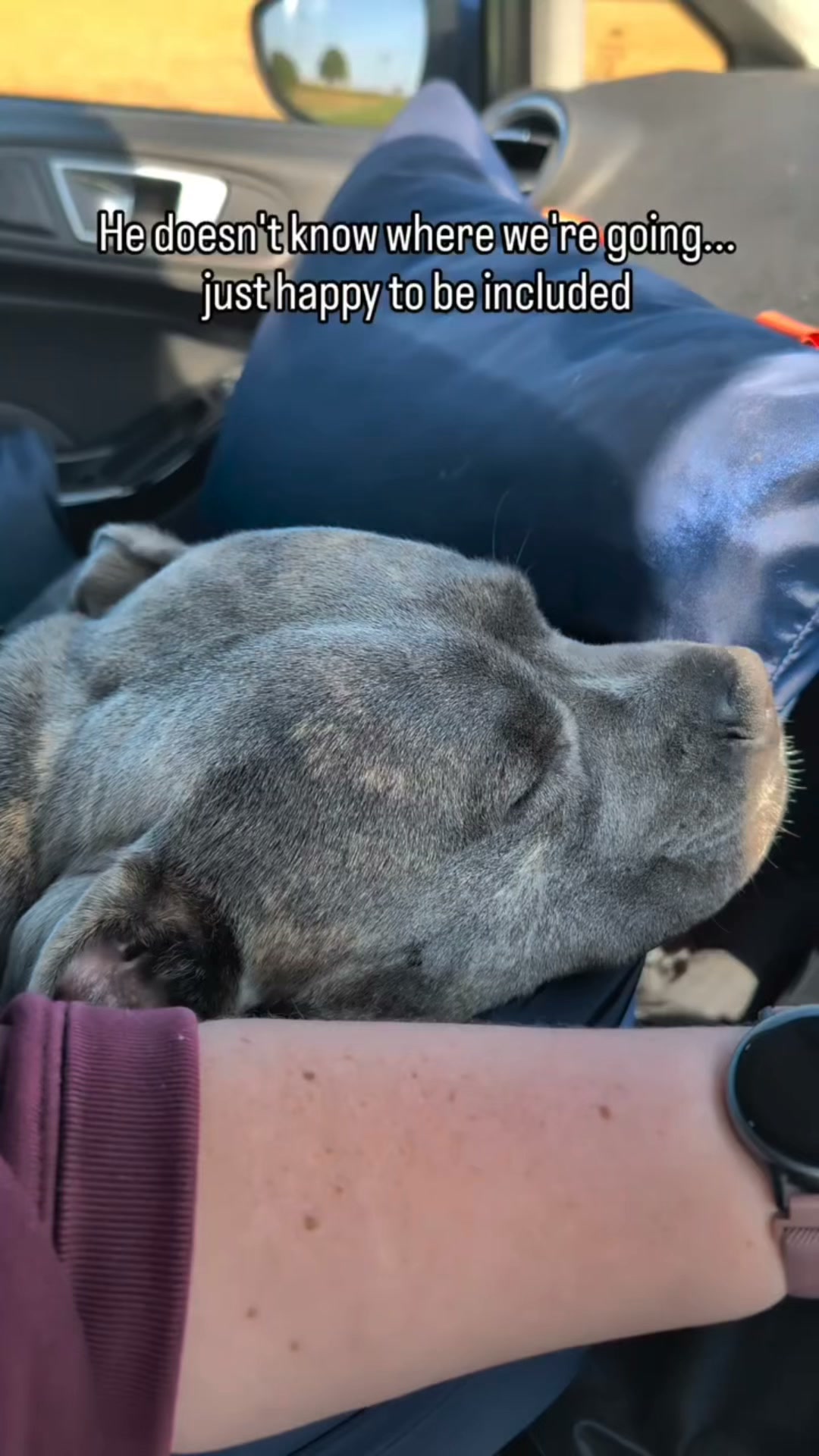 Travel Dog Pod (Now with ISOFIX)