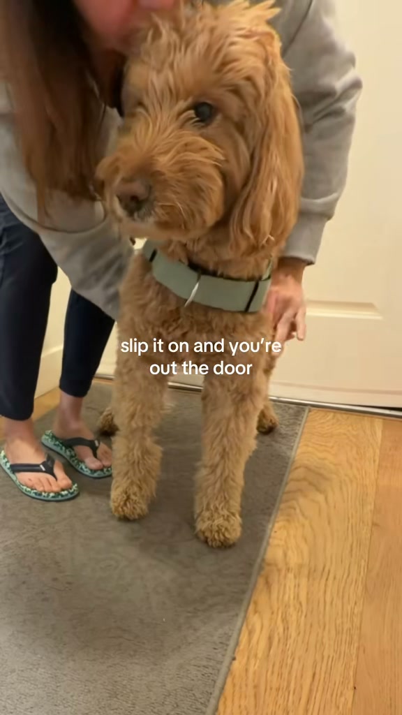 Rated #1 By Dog Owners