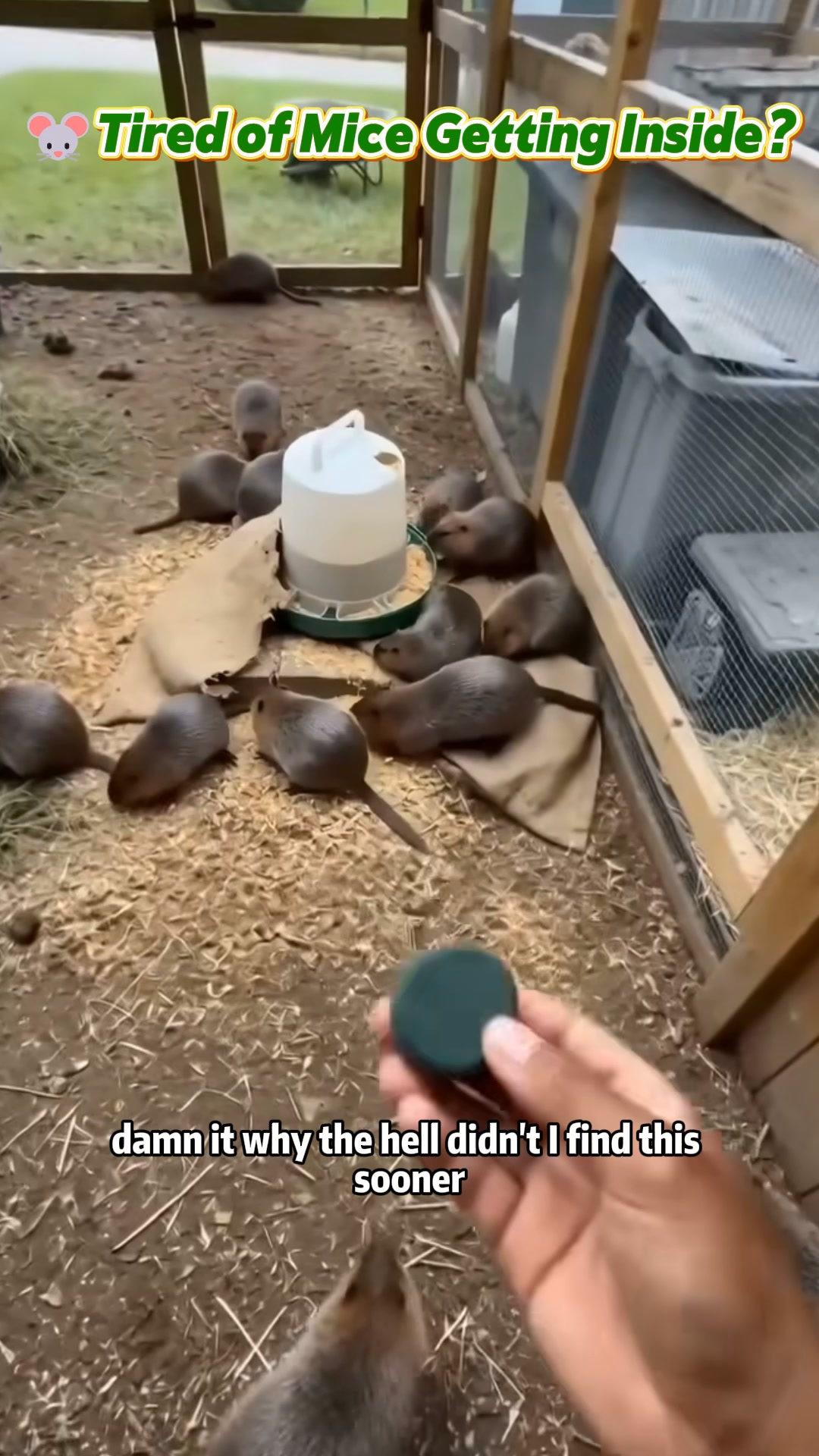 Keep Unwanted Rodents Away