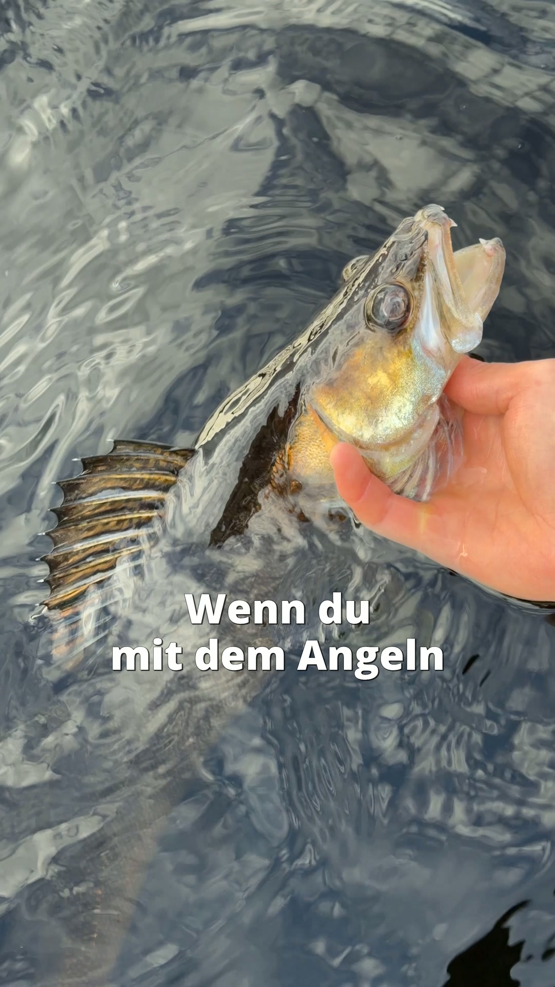 Komplettes Zielfisch-Setup