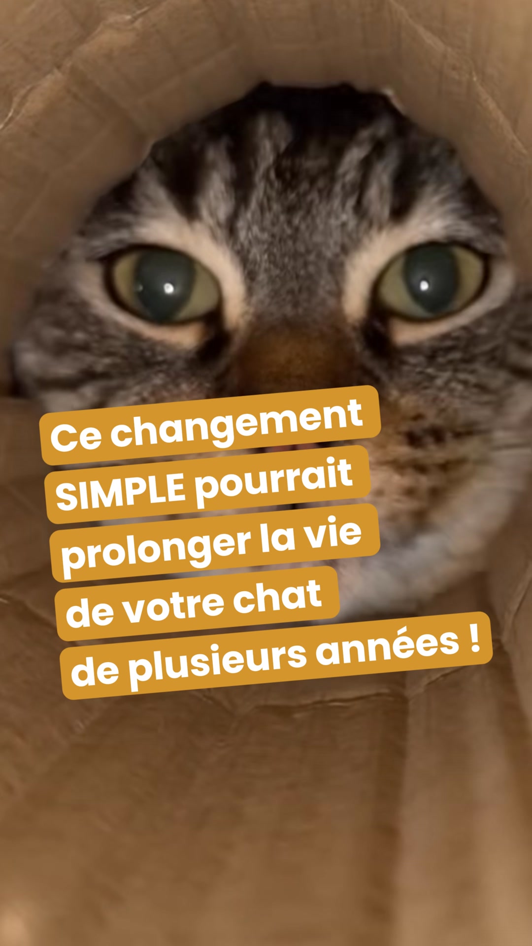 La fontaine en inox que les chats adoptent en 24h