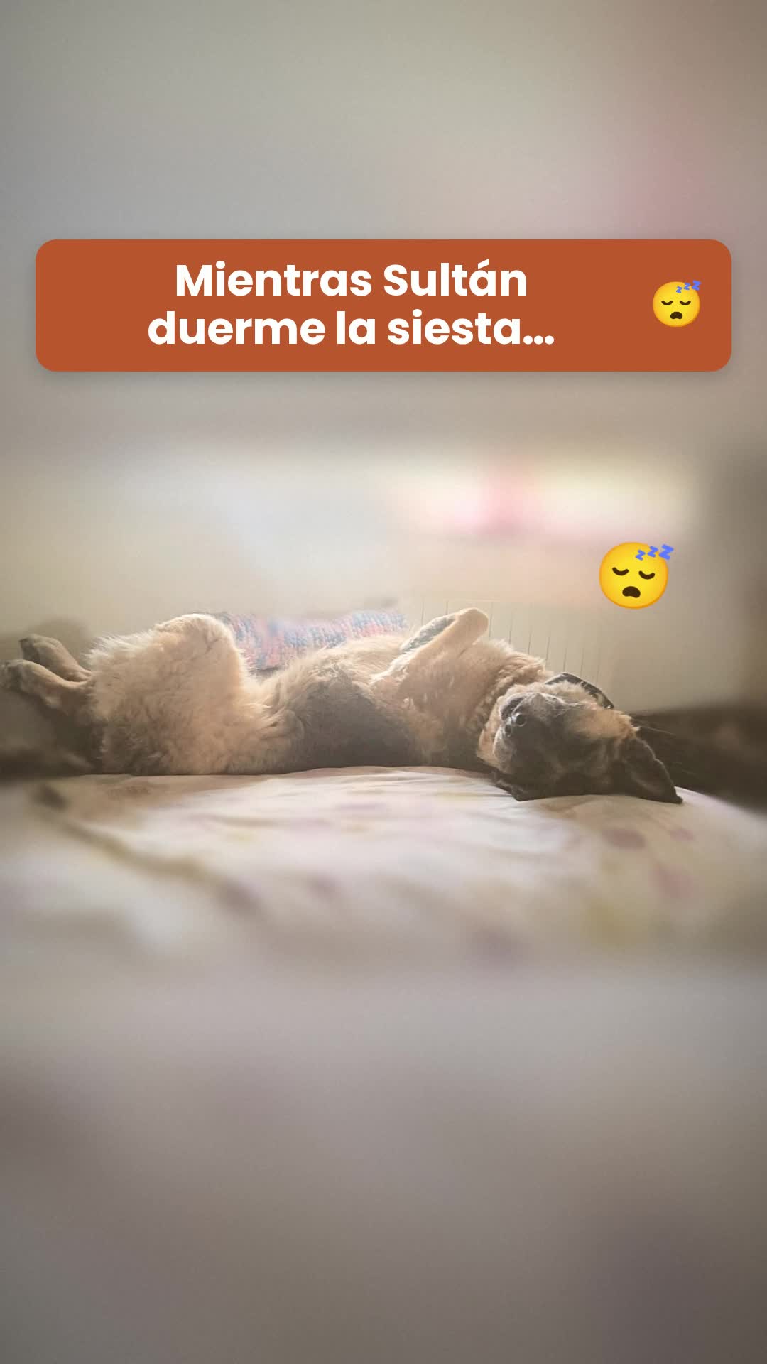 ¿Tu perro también se rasca sin parar?