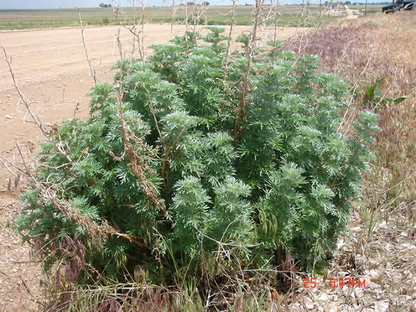 The Plant Named Seven Times in the Bible