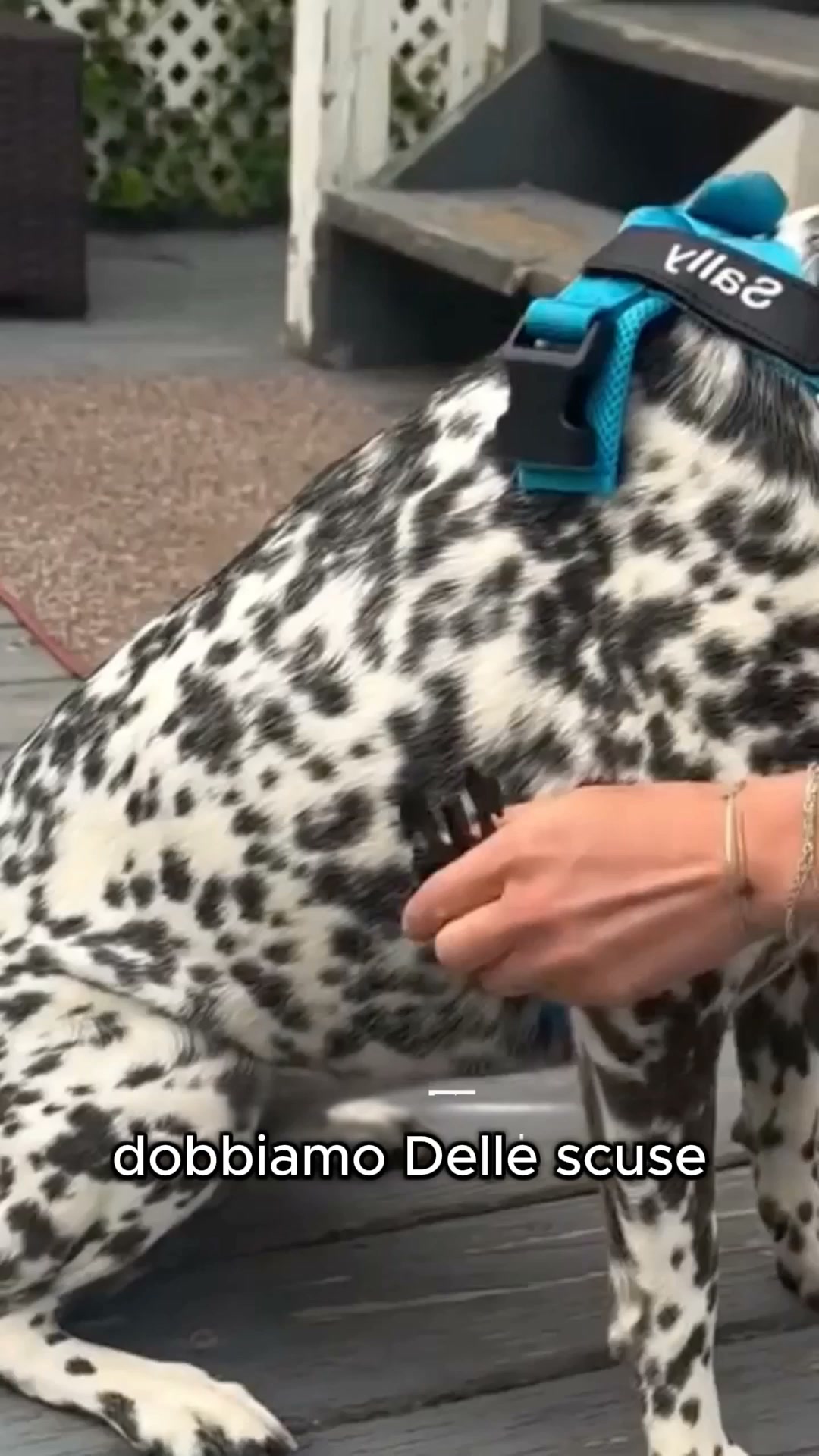 Guinzaglio in regalo con la pettorina