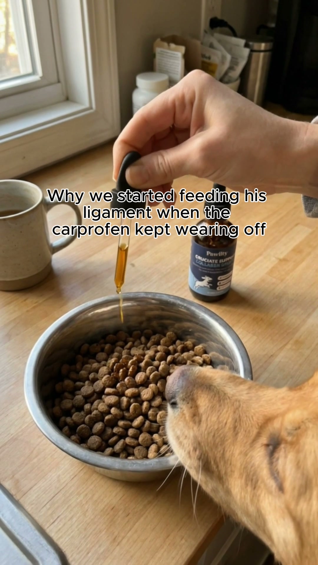 Why We Fed His Torn Ligament When The Carprofen Kept Wearing Off