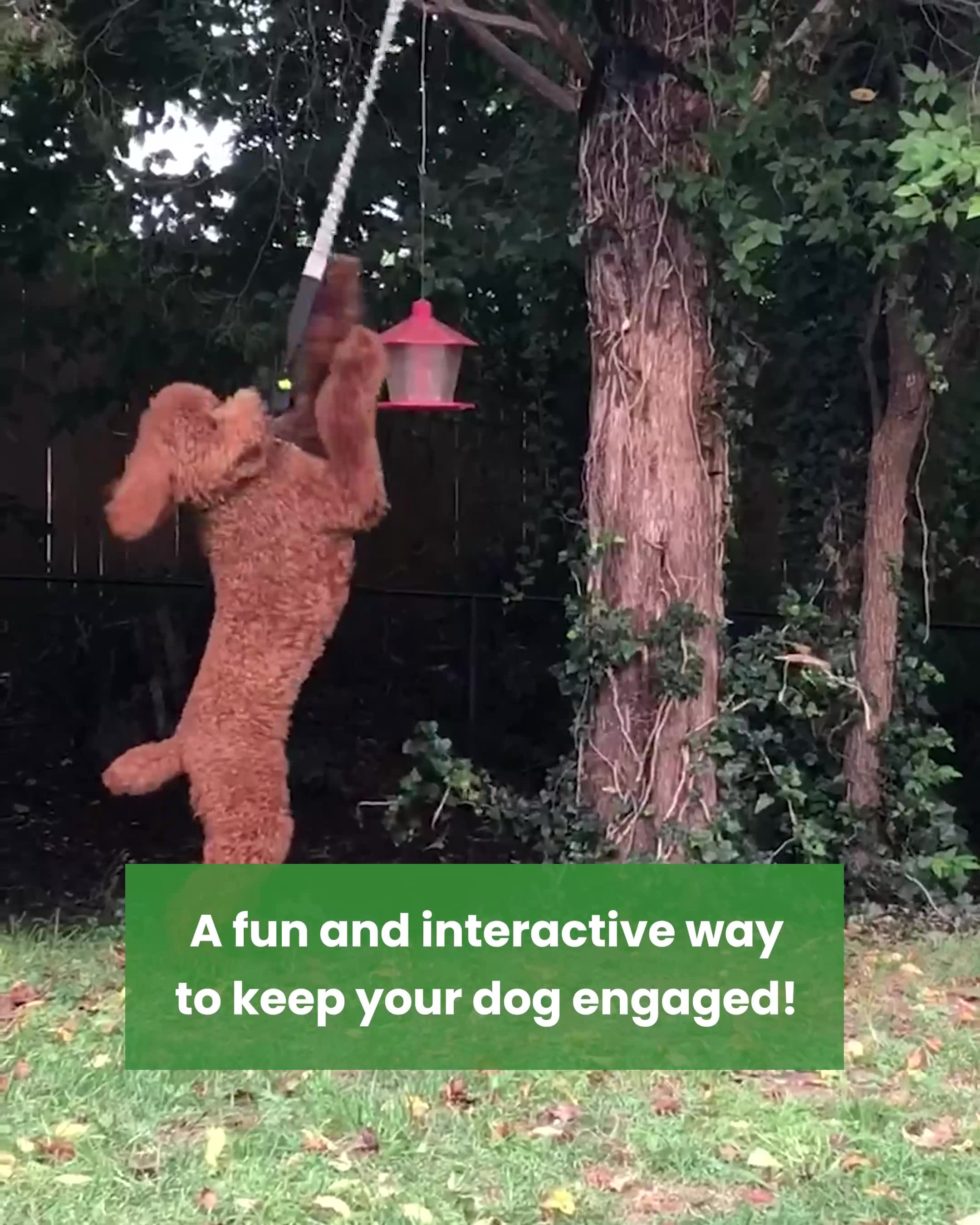 50% OFF Best-Selling Bungee Tug Toy