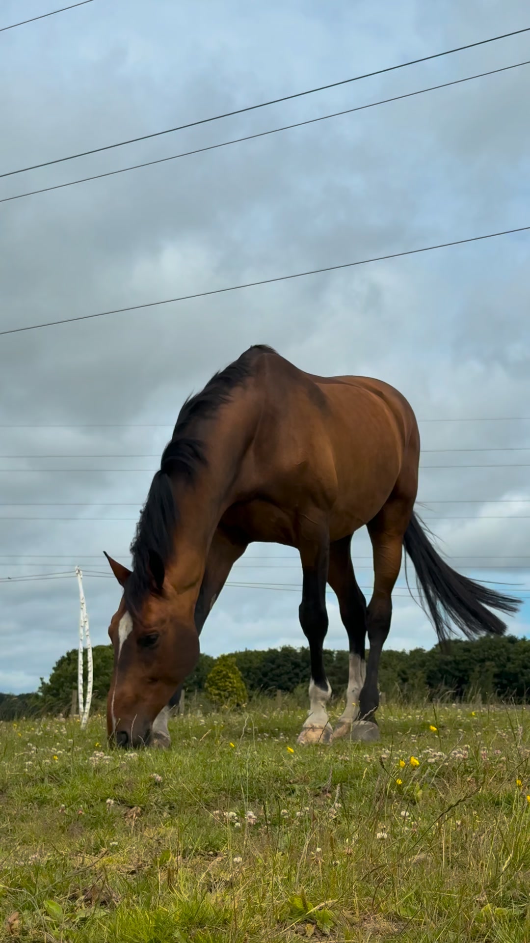 Equine Gut Health Sorted. Free Delivery.