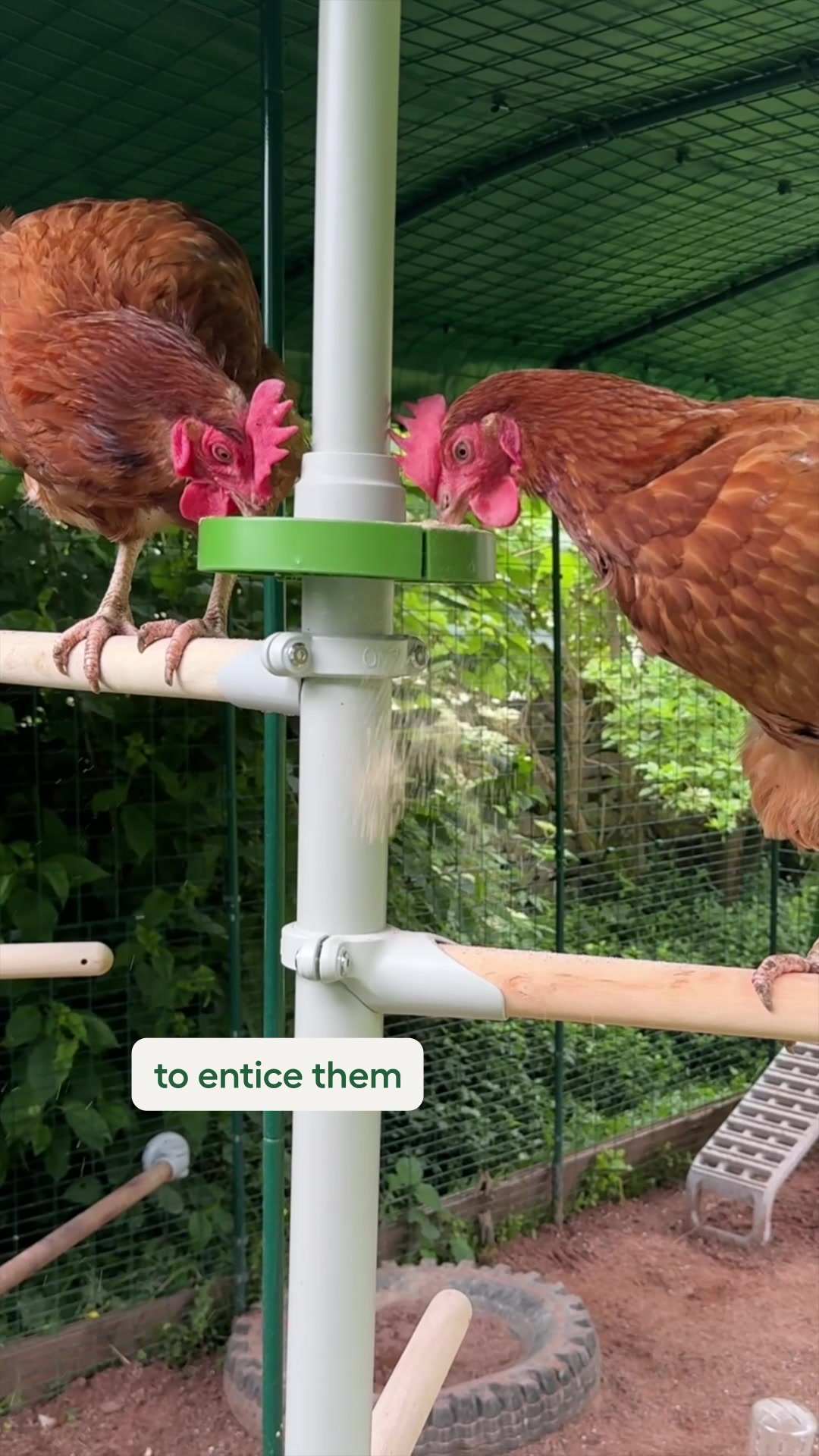Let your chickens out to play