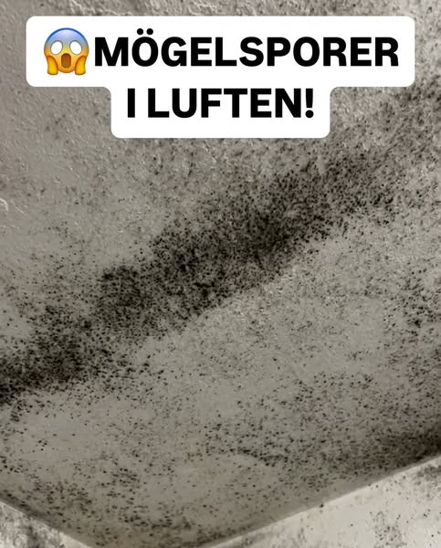SOVER DU MED MÖGELSPORER HEMMA?