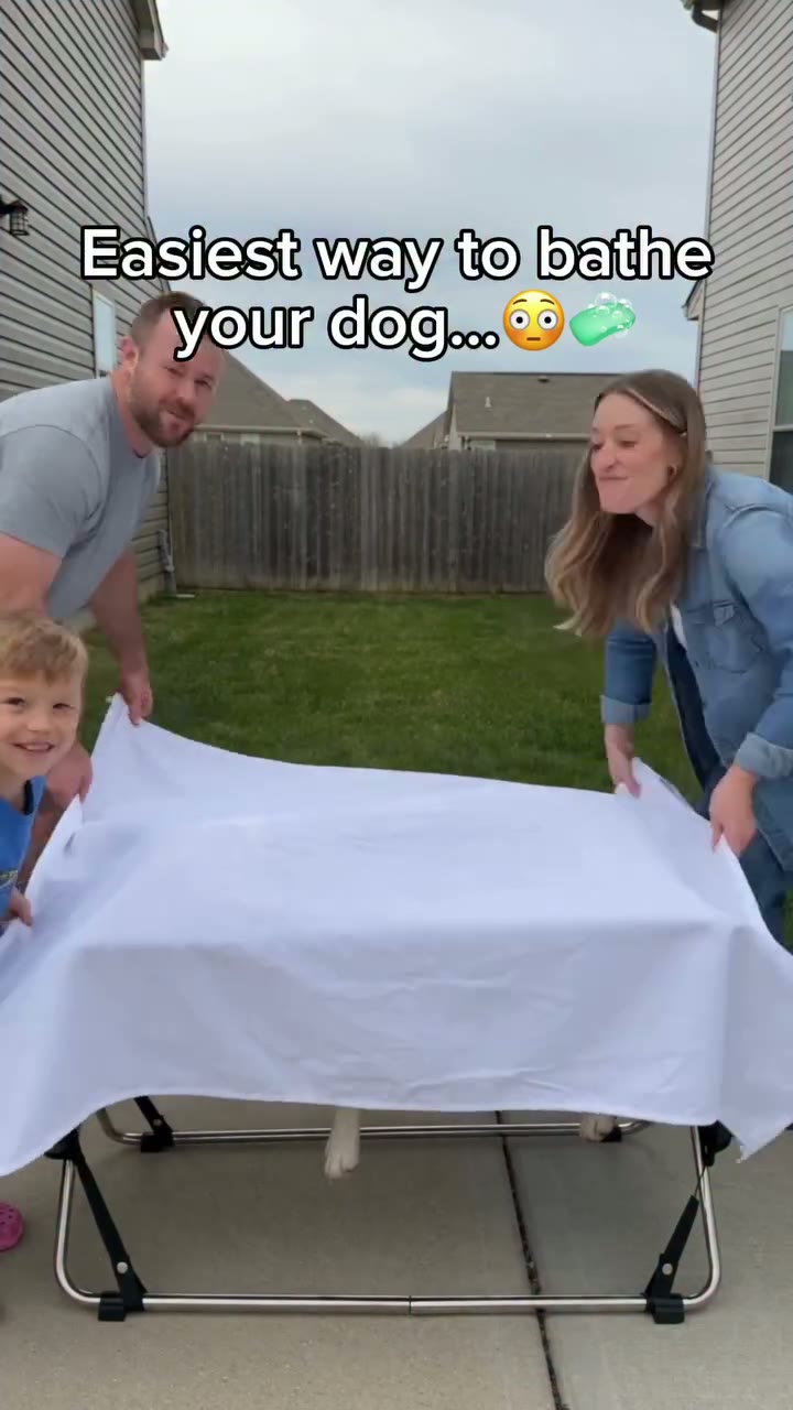 A Dog Out Of Moves