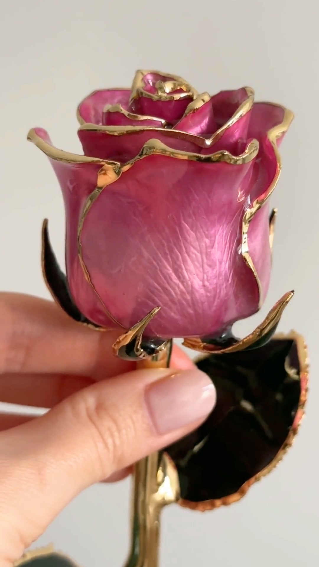 The Rose Everyone Wants