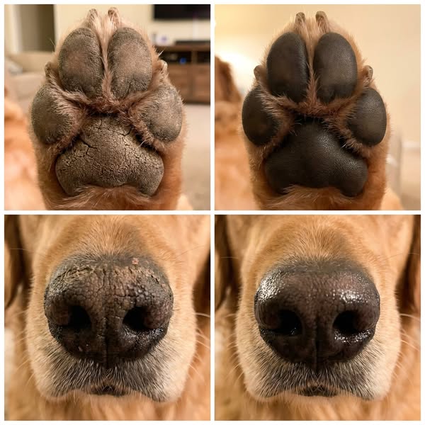 Every owner asks me the same thing: "I apply balm every night. Why is nothing changing?" The answer surprised most of them.