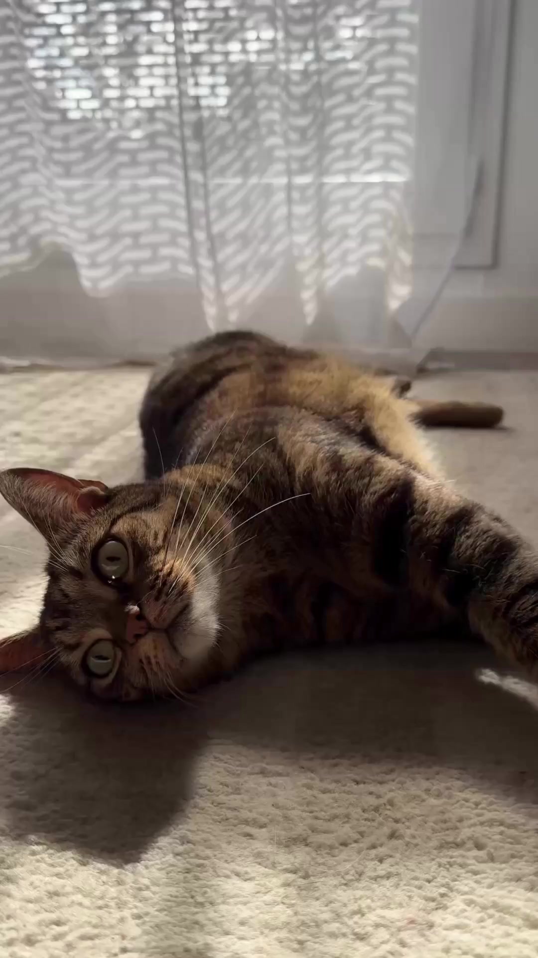 Et brand dedikeret til katte