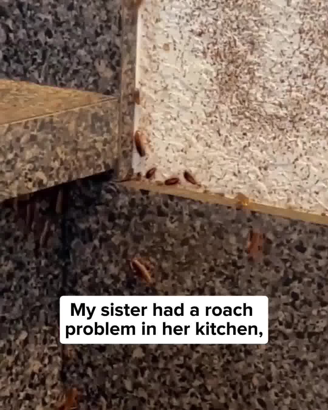 Say Goodbye to Roaches Forever