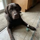 Stop Paying $200/Month to Suppress Your Dog's Immune System