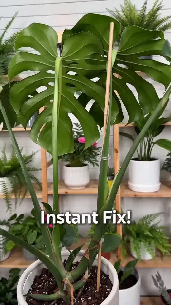 Plant Support Clips
