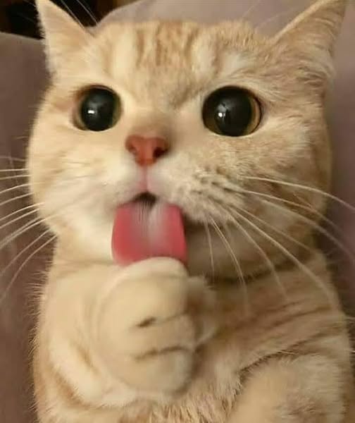 if you like cats