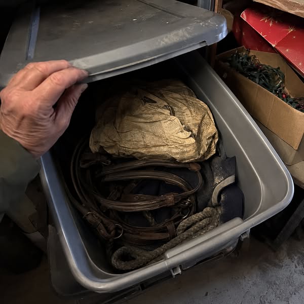 Die Trense meiner Stute war vier Jahre hart wie Holz