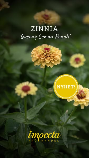 Zinnia 'Queeny Lemon Peach'