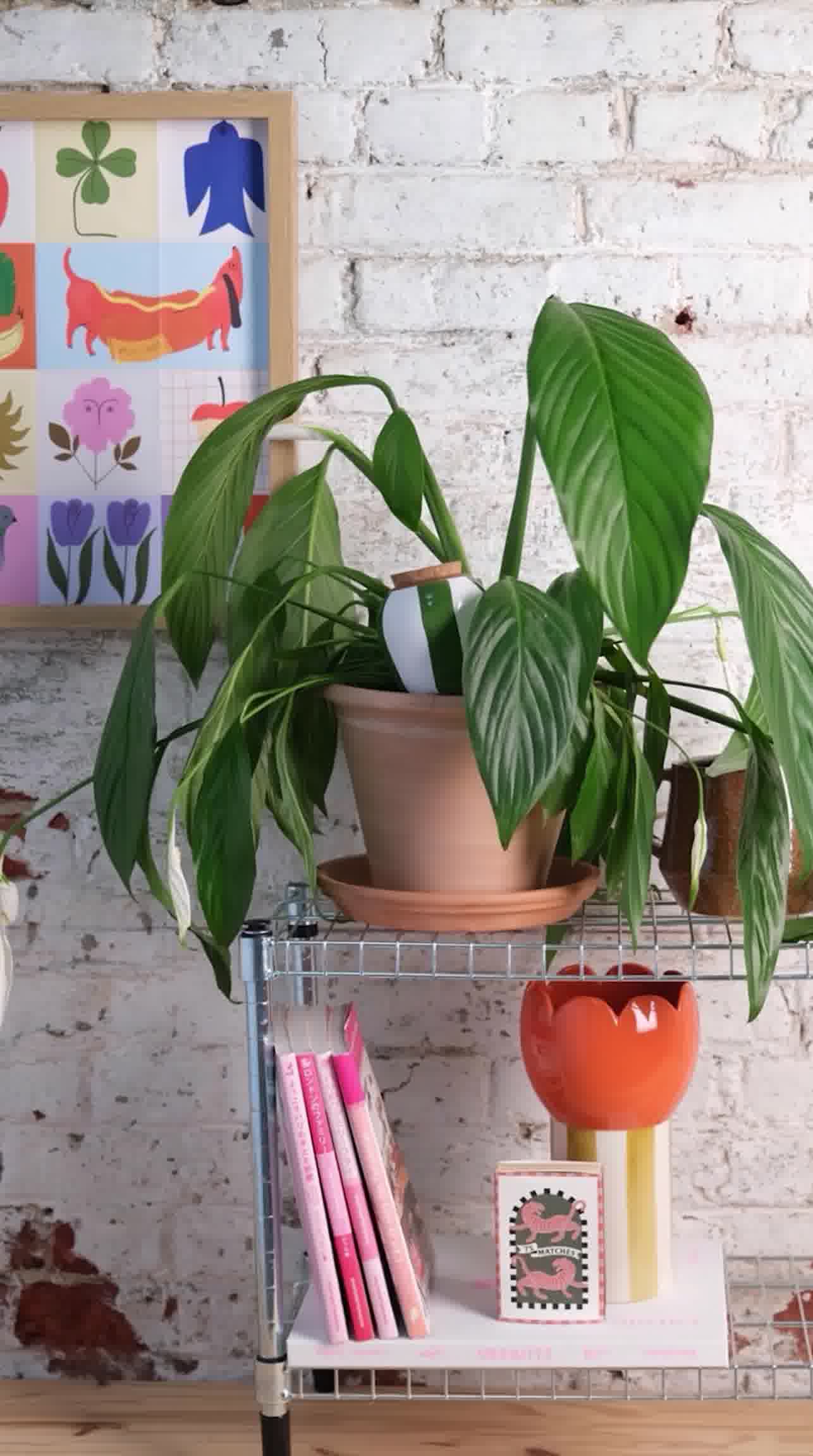 Solution d'arrosage autonome et écologique pour vos plantes
