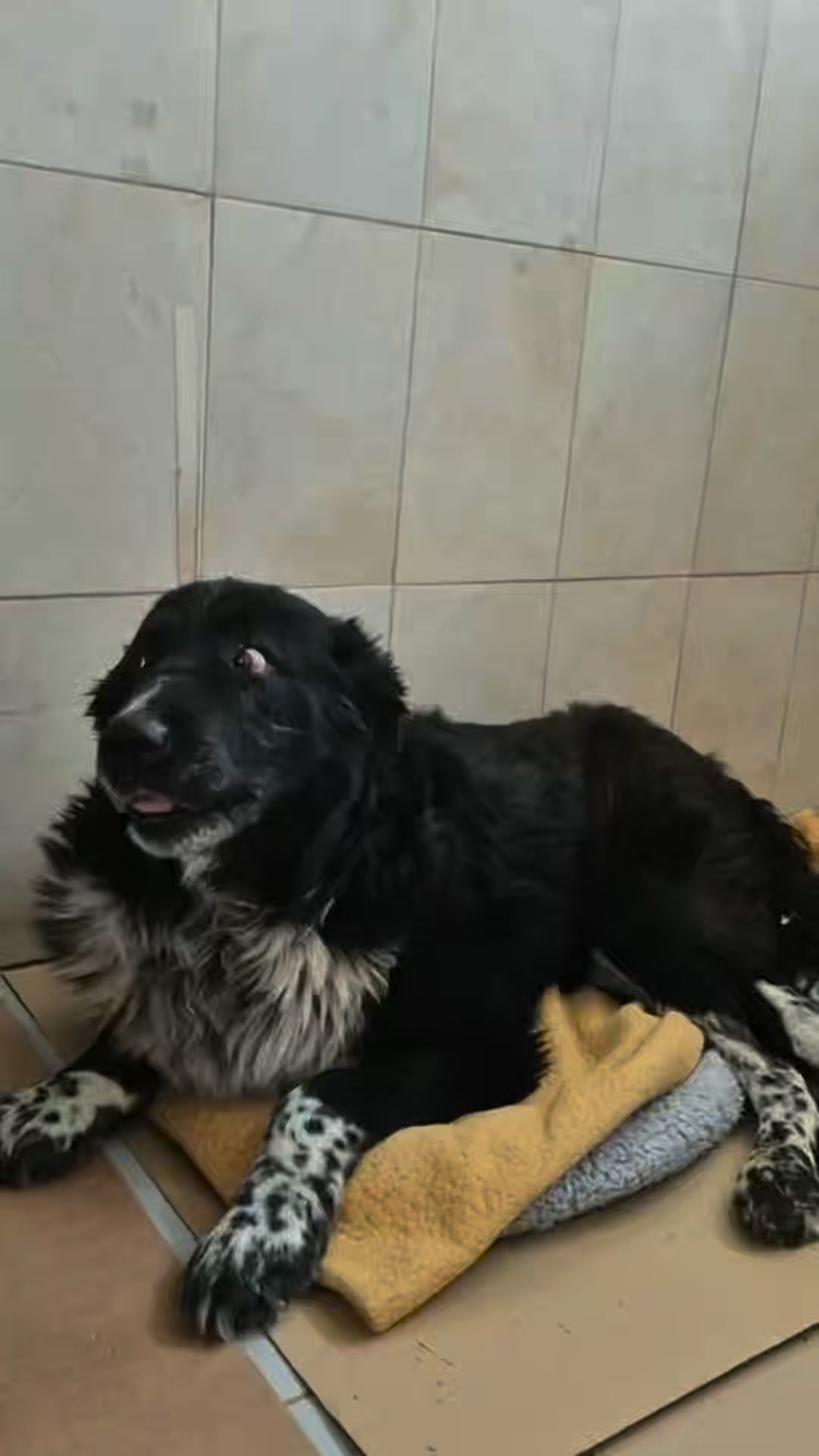 Dein Schmuckstück. Dein Patenhund.