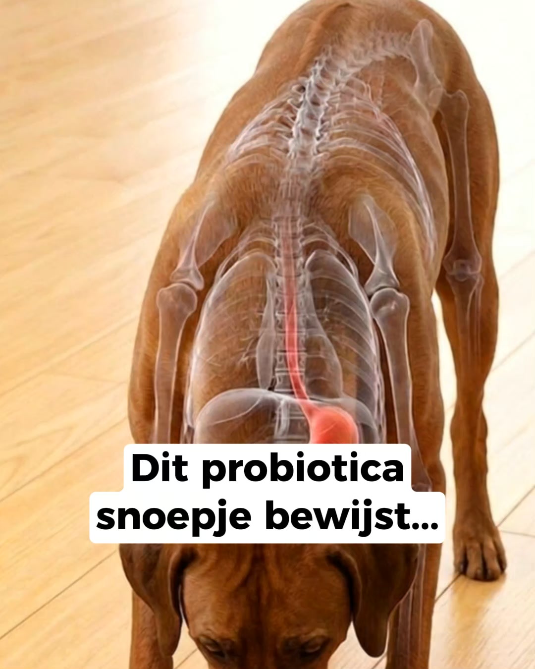 Duizenden baasjes kiezen voor deze oplossing!