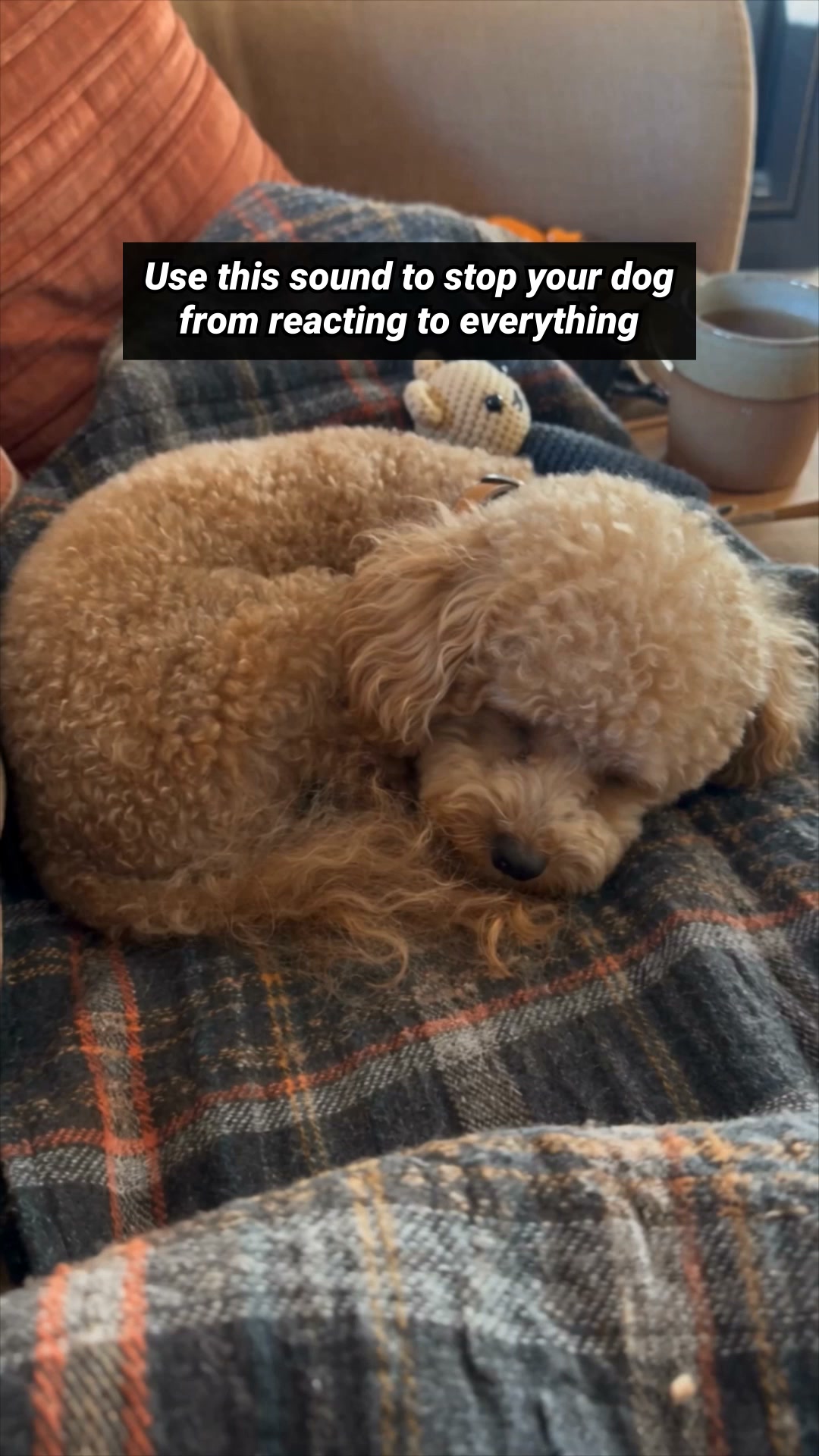 Start Dog Sound Healing Routine ▶
