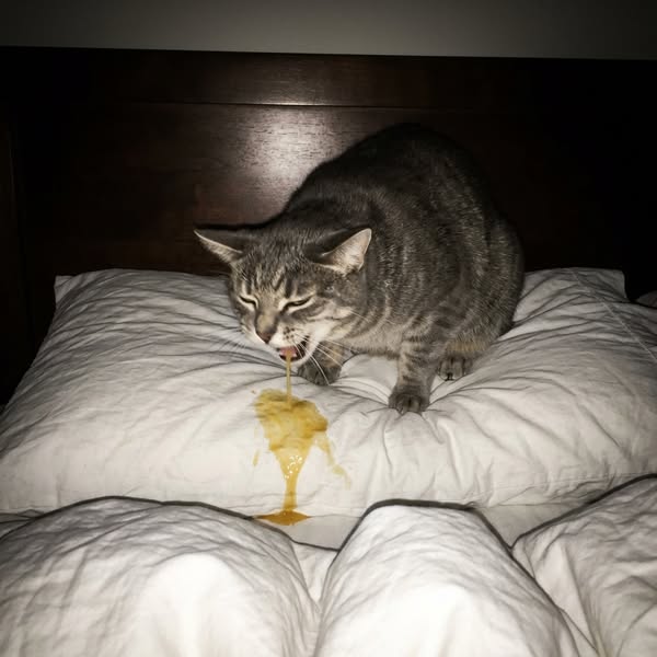 I Fed Him the Most Expensive "Healthy" Food I Could Find. He Died of Heart Failure at 6