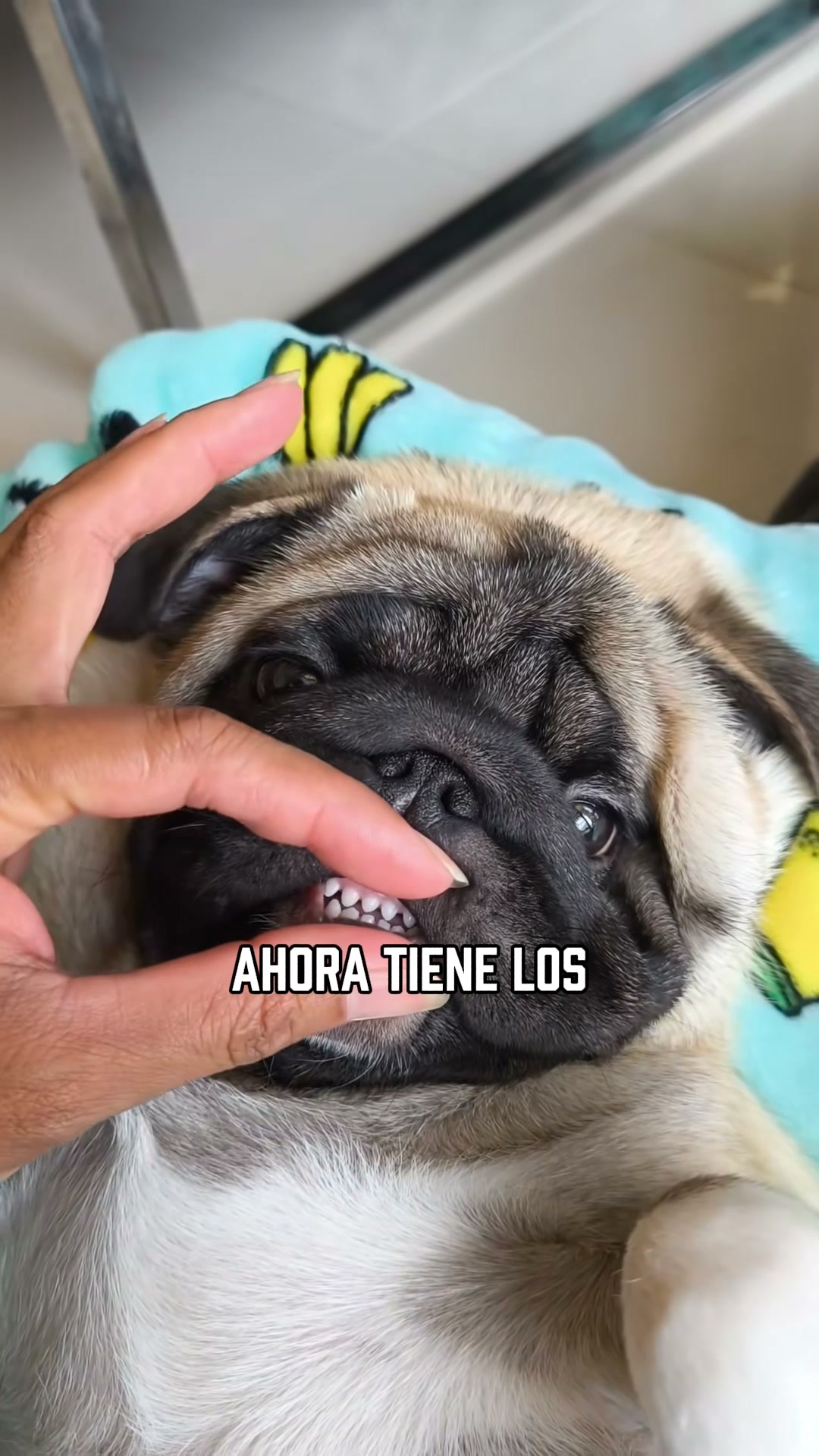 ENVÍOS GRATIS + PAGAS AL RECIBIR