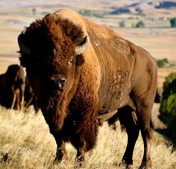 ® Primal Edge 100% American Bison Organs