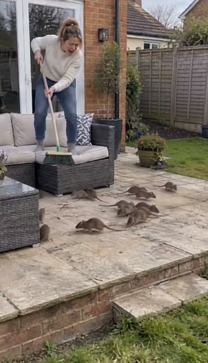 52% OFF 12 Pack | Plant-Based Rodent Repellent Tablets, Safe For Kids & Pets Home Garage