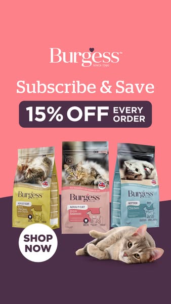 Premium Cat Kibble
