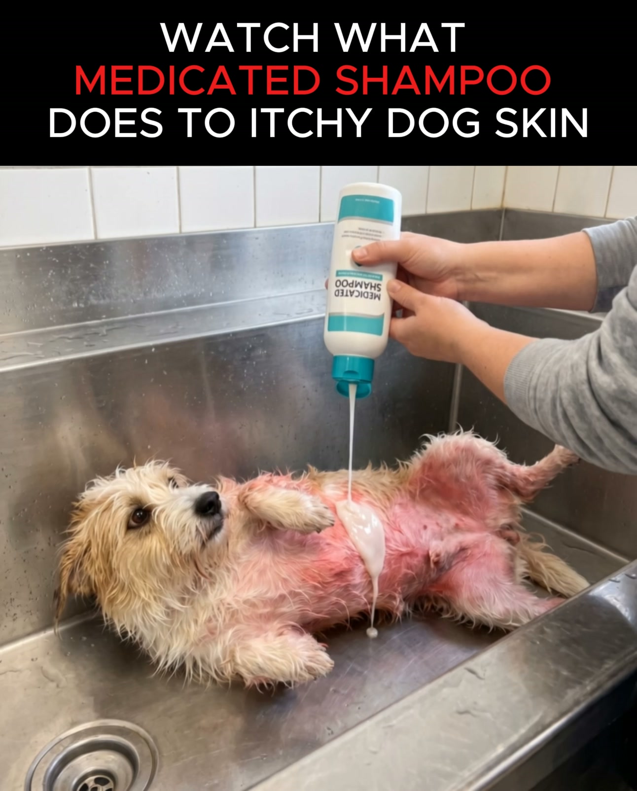 Itchy Dog? Throw Out the Medicated Shampoo.