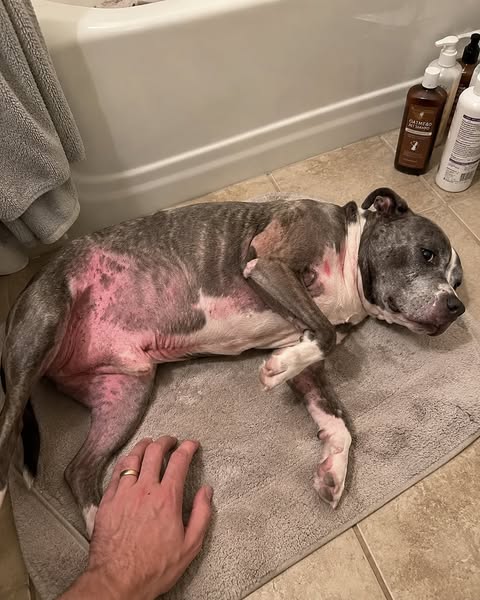 Read This Before Your Next Vet Bill